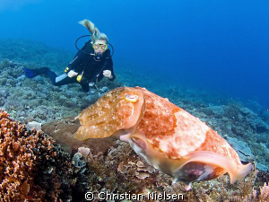 Friendly cuttlefish and diver. Nusa Penida Island. Olympu... by Christian Nielsen 